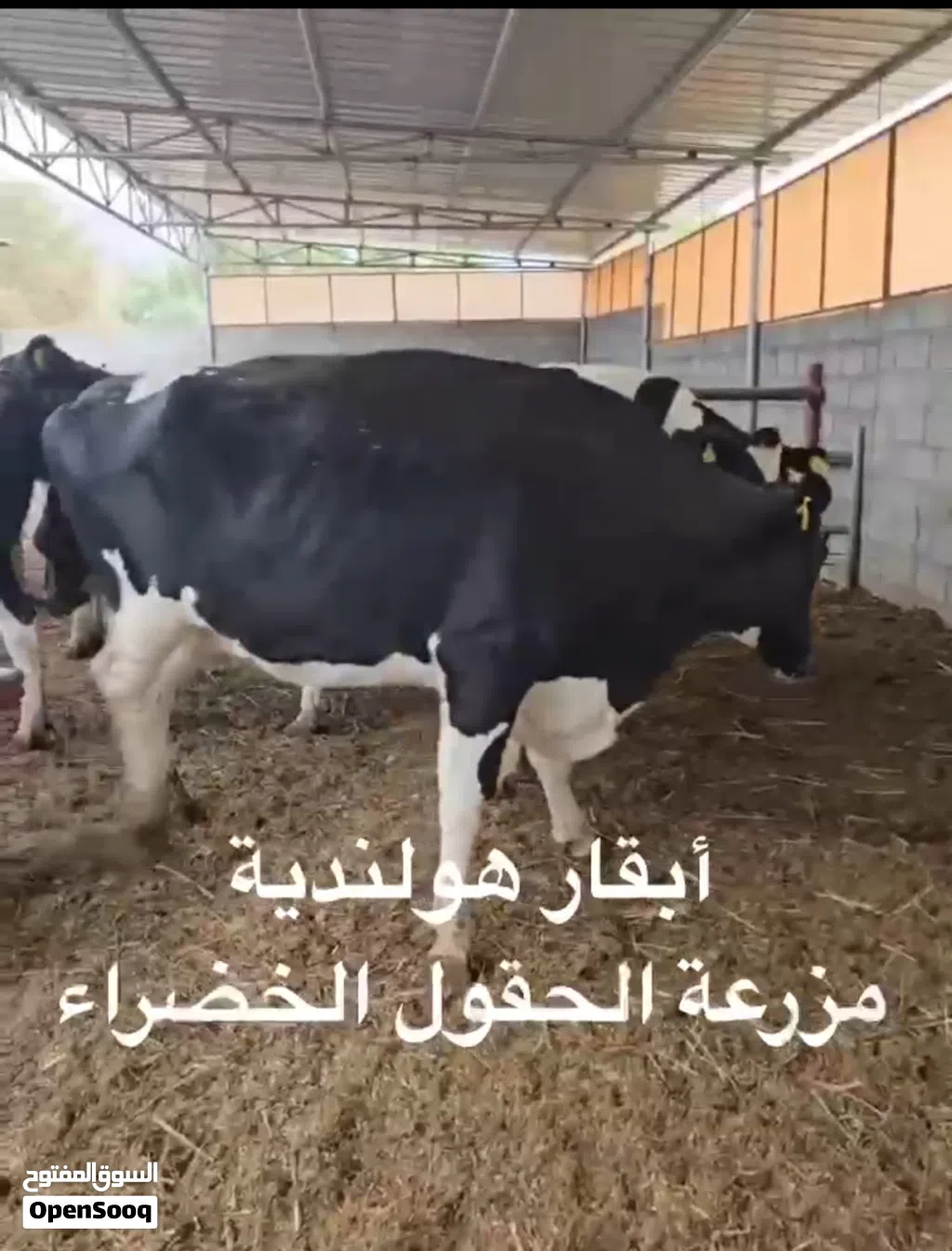 عجال ظفاريات وصوماليات وابقار هولاندية
