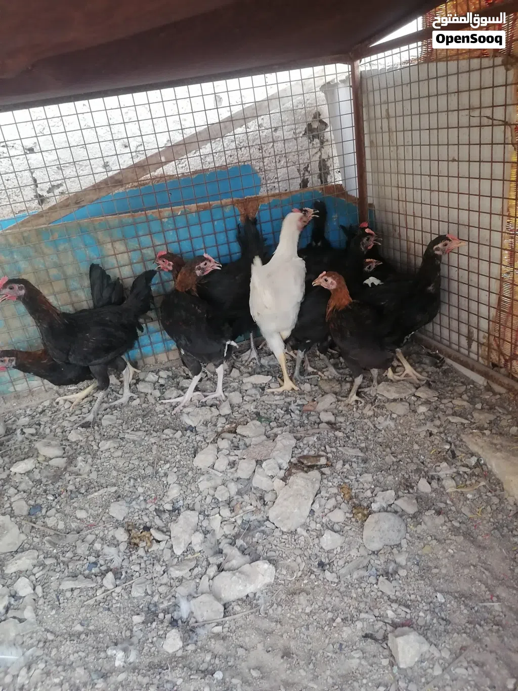 دجاج محلي للبيع اقرا الوصف