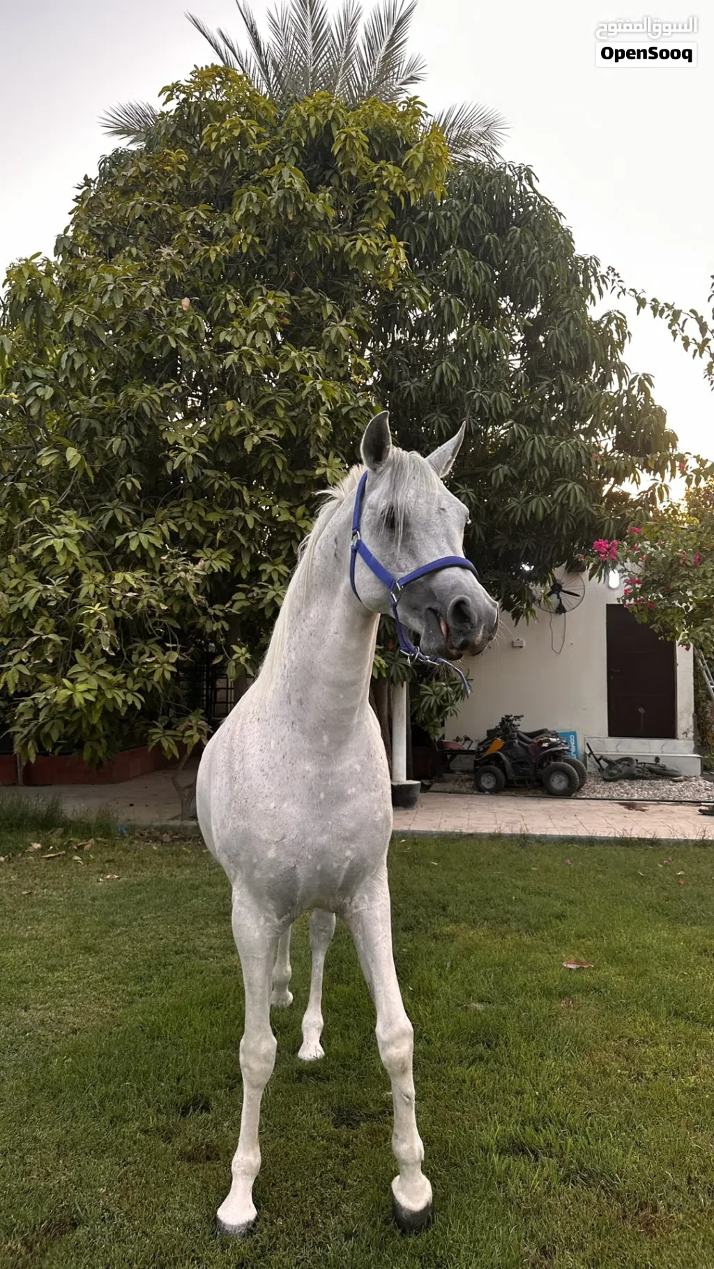 حصان عربي جمال