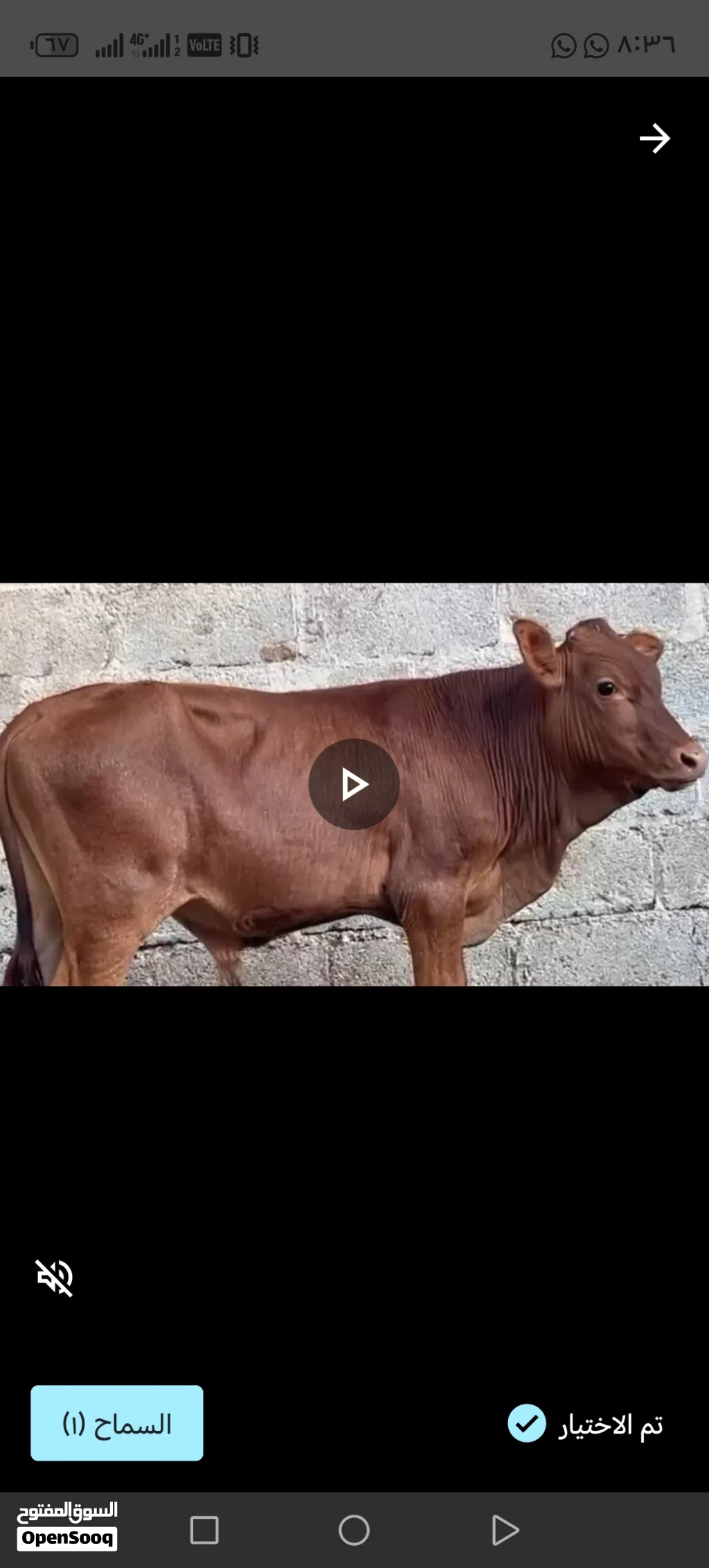 السلام عليكم ورحمة الله وبركاتة متوافرات العجاله