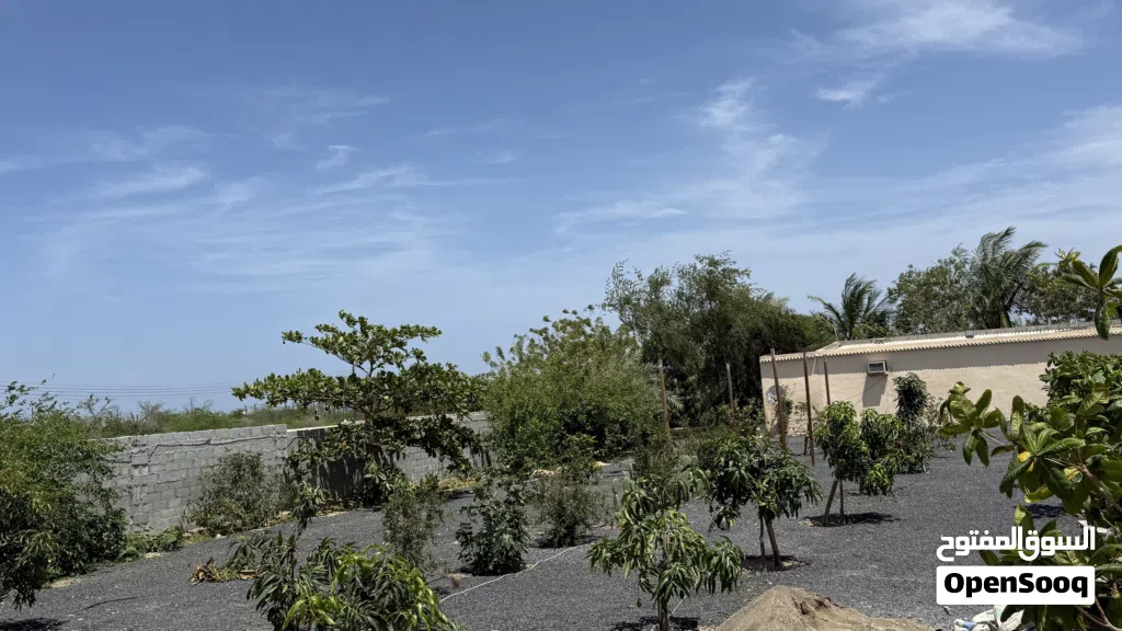Farm Land for Sale in Al Batinah Shinas