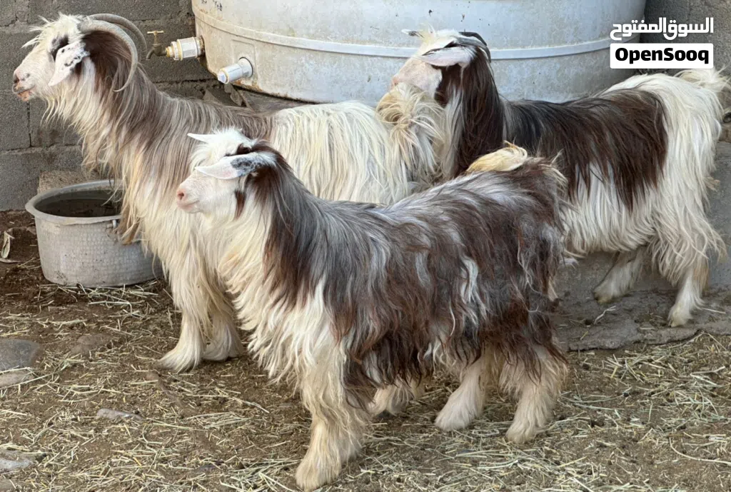 عنز مع بناتها من حلال الرحوب بناتها سمان أعمارهن سنه والام سنتين عشار كل شي سليم