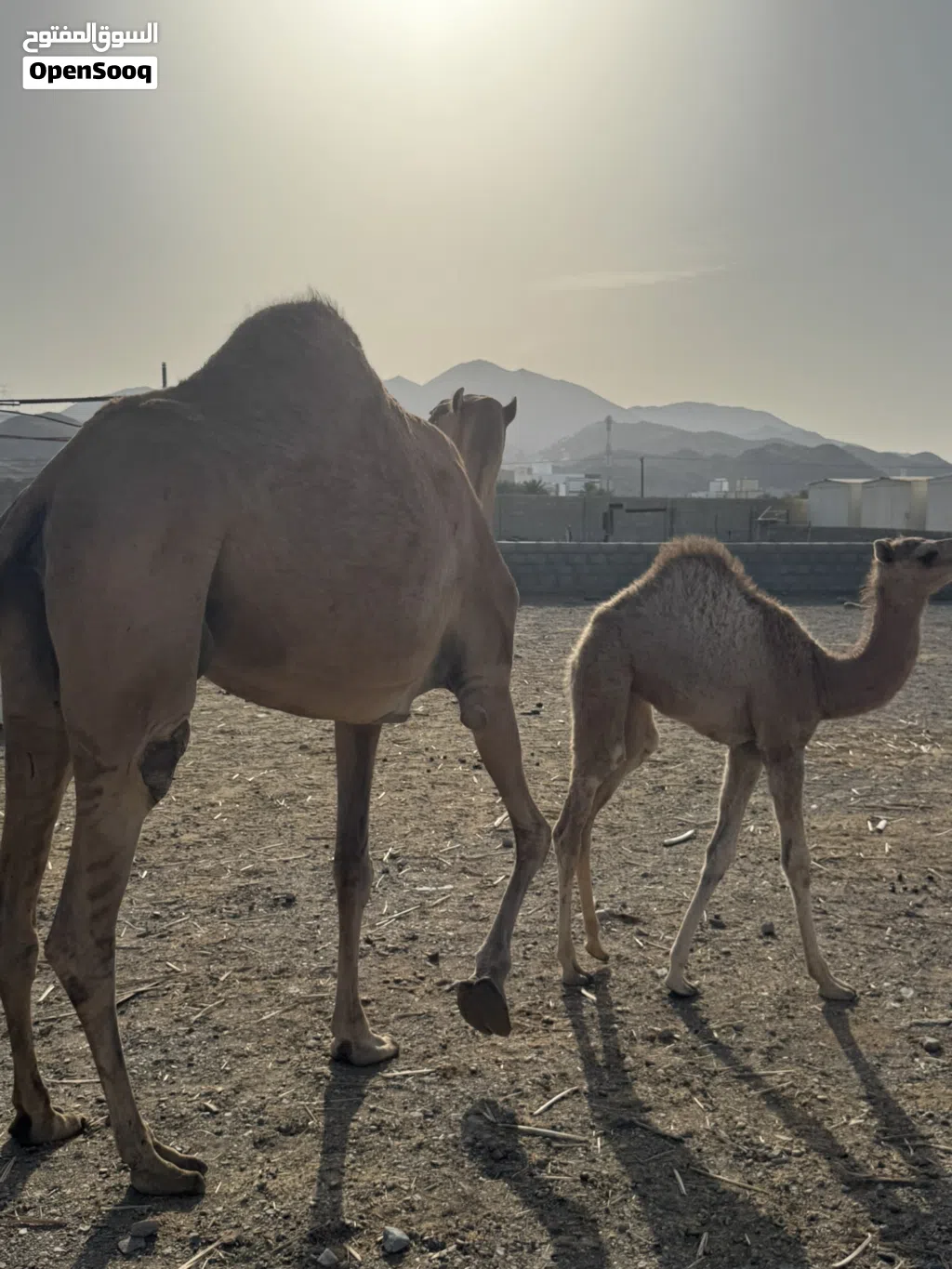 بوش اصايل  للبيع