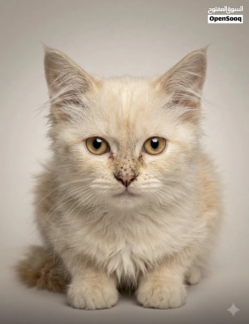 LOOKING FOR A HOME