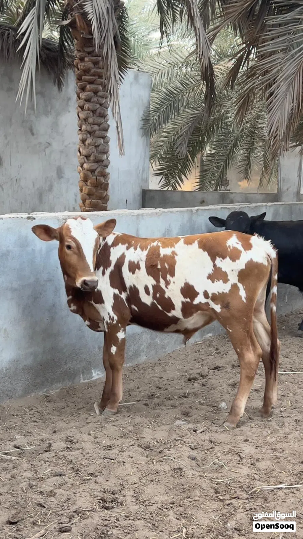 ثيران صوماليه وثيران محلية ظفارية مطعومة