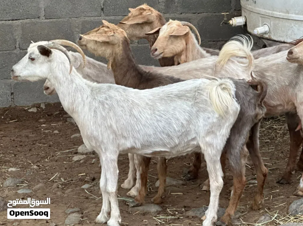 للبيع غنم من حلال الجواميد اصل من قطيع واحد حلال طيب لتربيه ولذبح سمنتهن طيبه