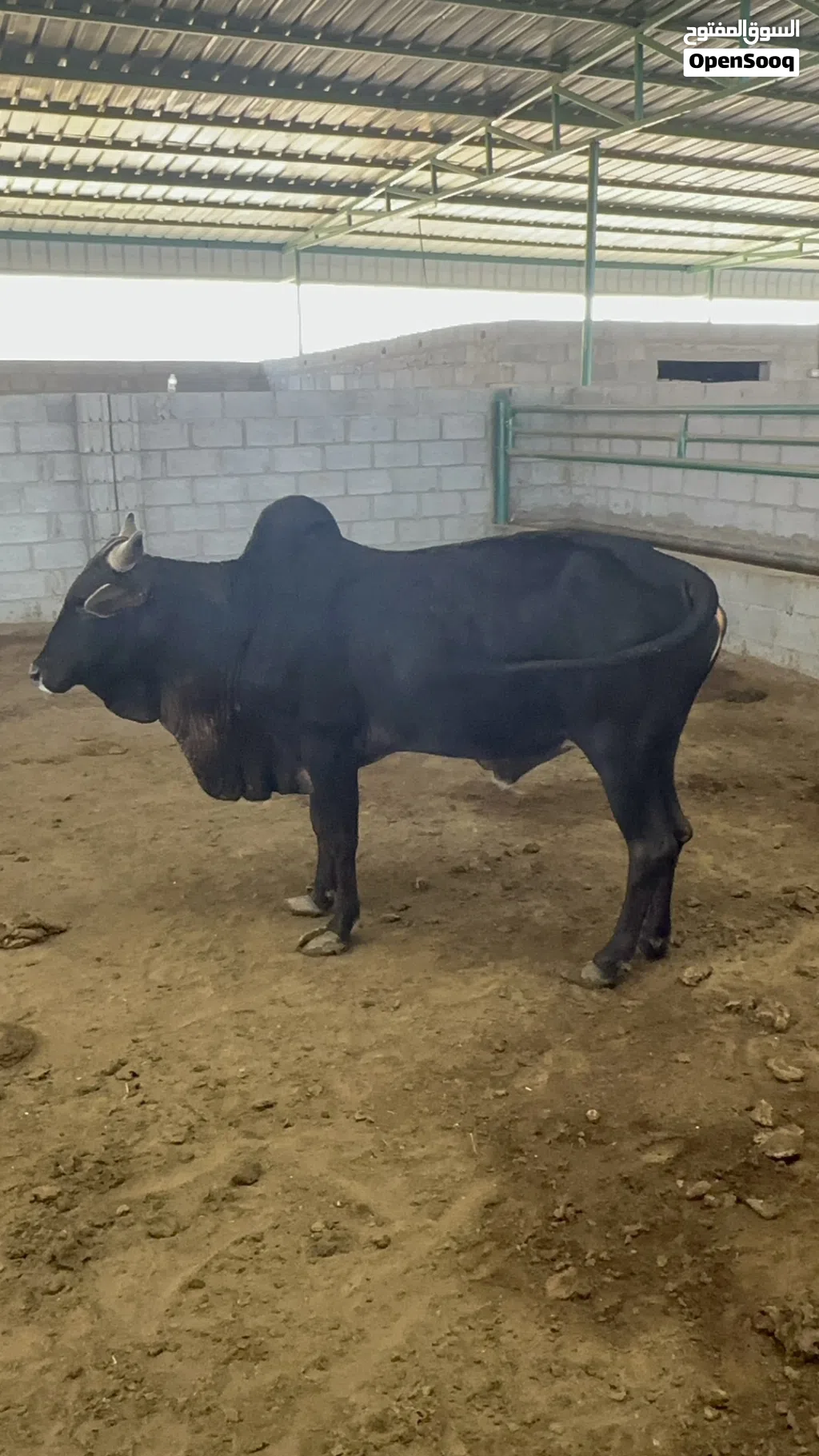 للبيع ابقار اثيوبية مطعومه اكثر من سنه