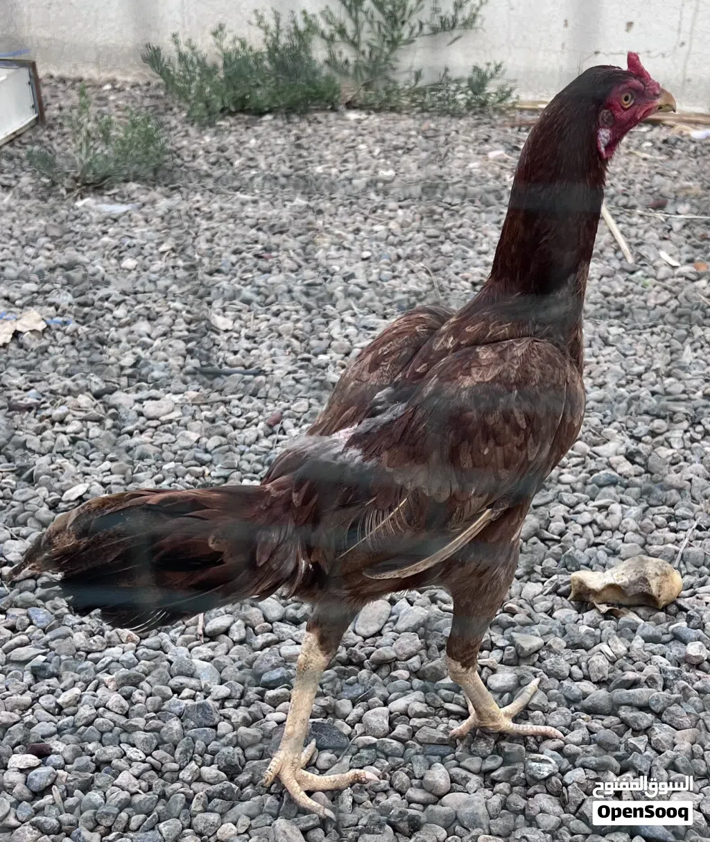 Pakistani Chickens for Sale Location Buraimi / Best cheap price