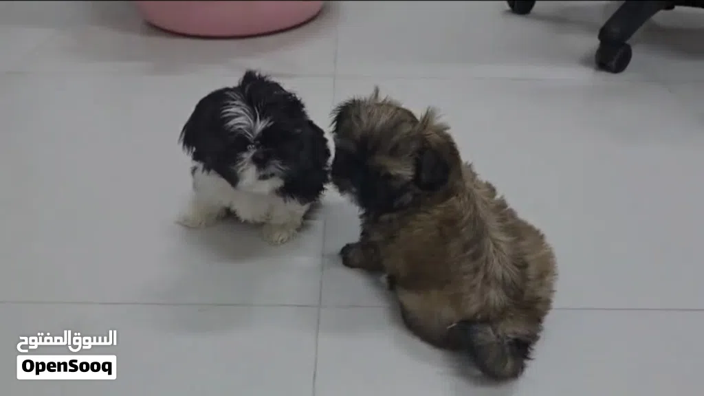 Shih tzu Puppies (Male and Female)
