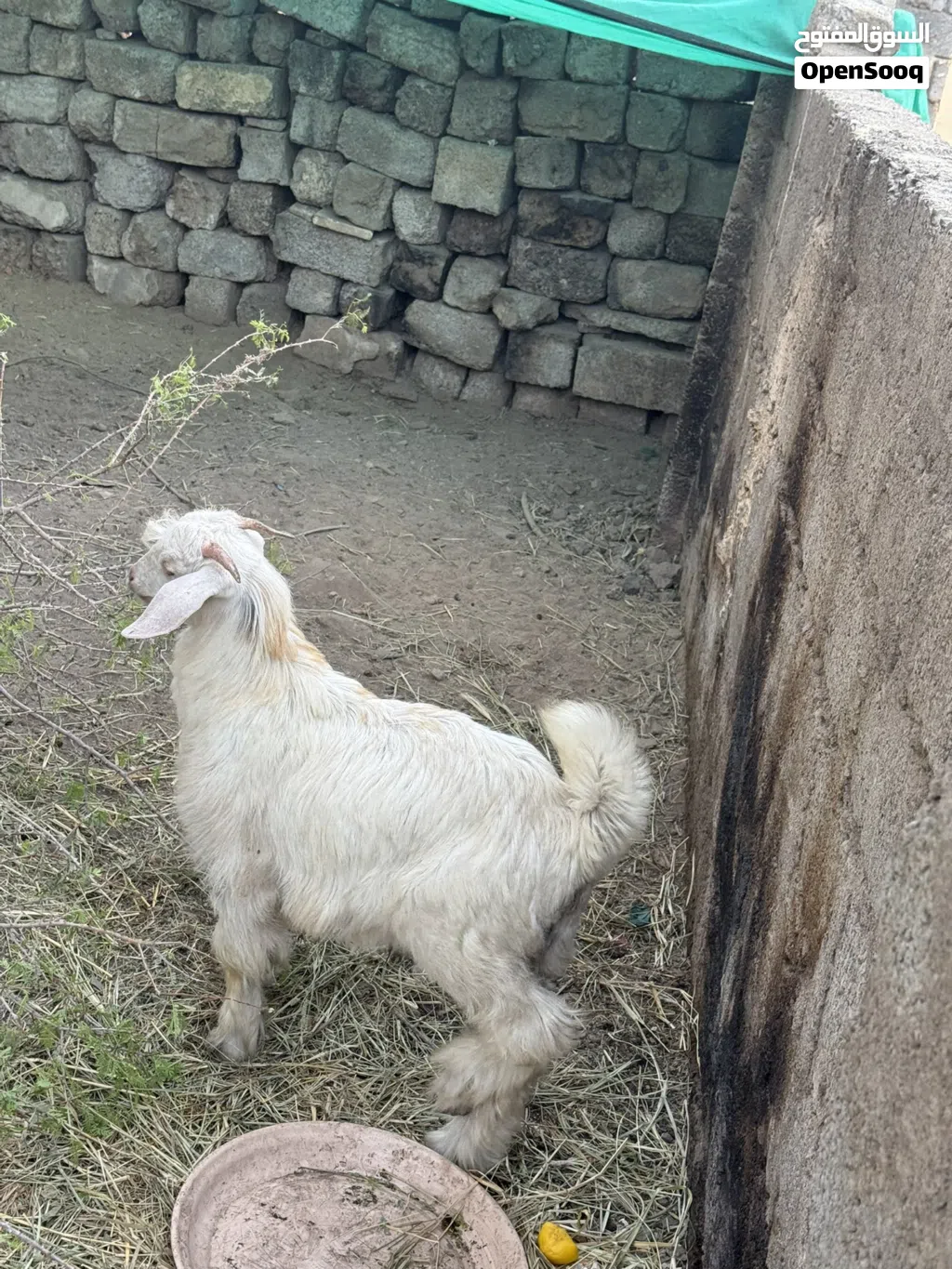 تيس محلي سمين