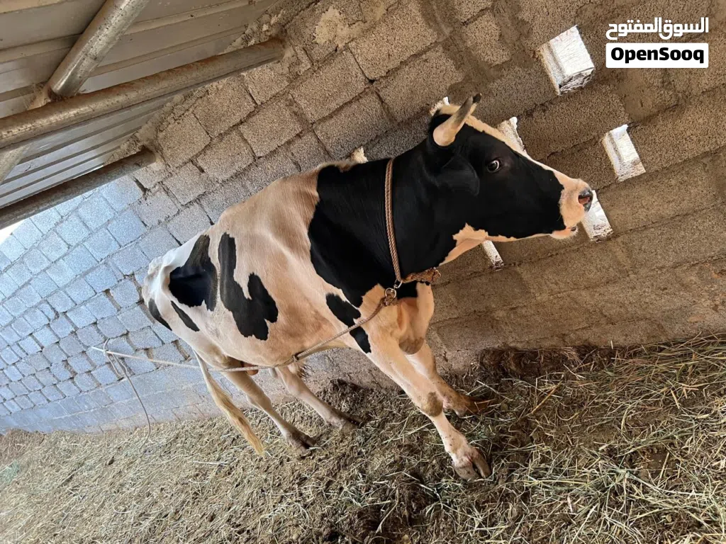 ثور هولشتاين  ضخم للبيع