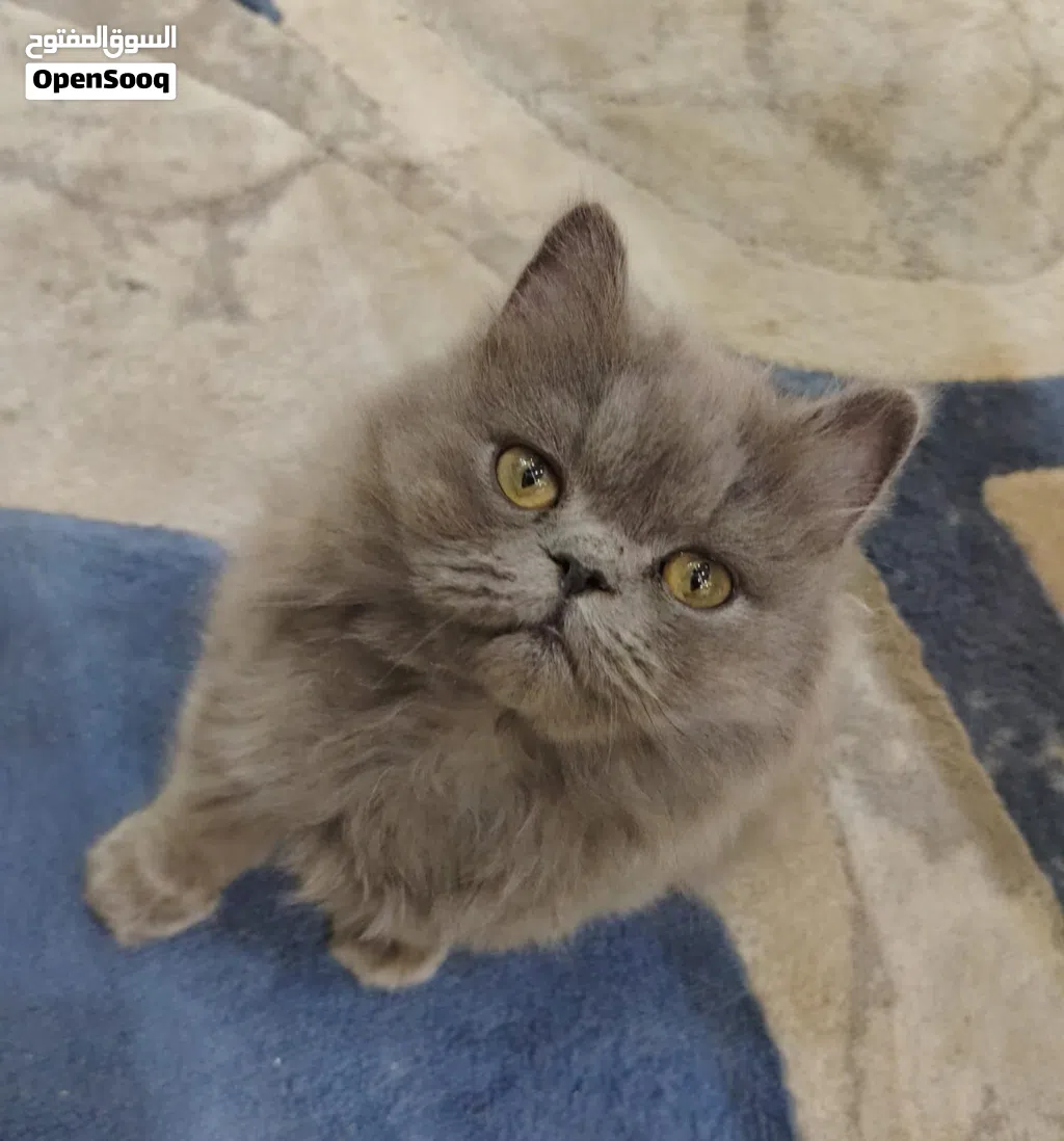 قطة بريتش لونج هير 4 أشهر مع جميع اغراضها