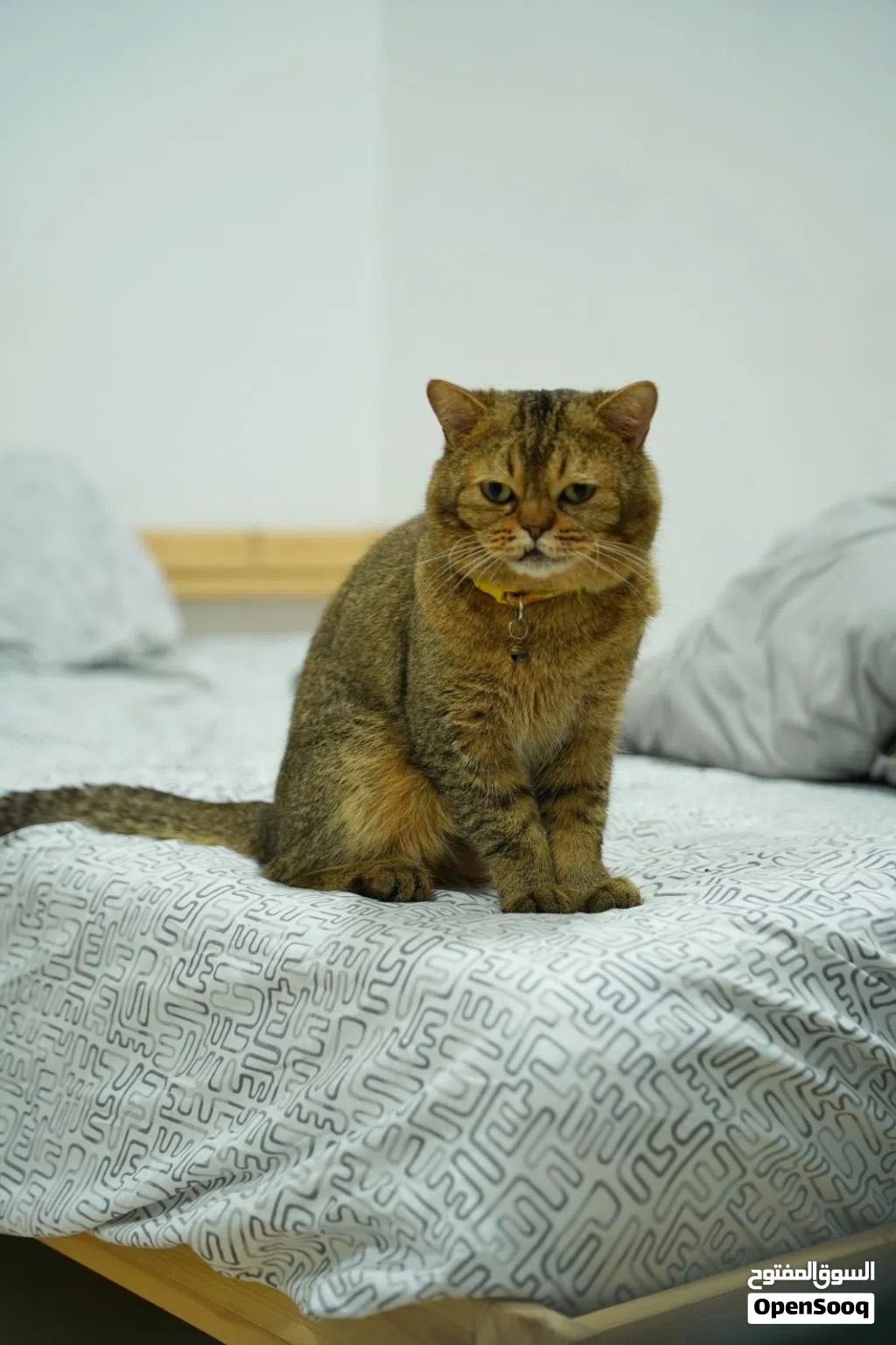 قط سكوتش ذكر للبيع – Scottish Cat