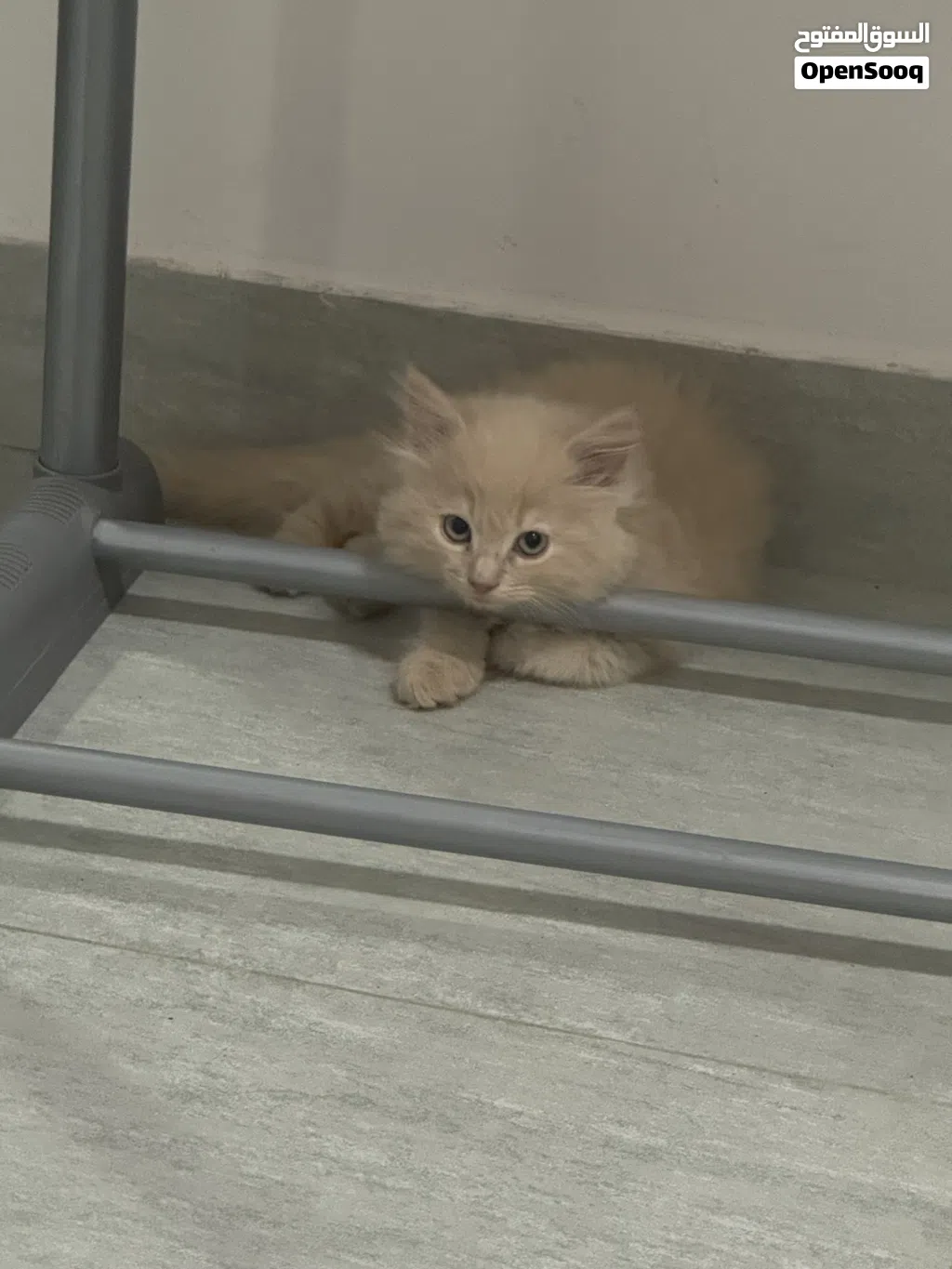 للتبني ،، قطط جميلة عن بيت محب For adoption