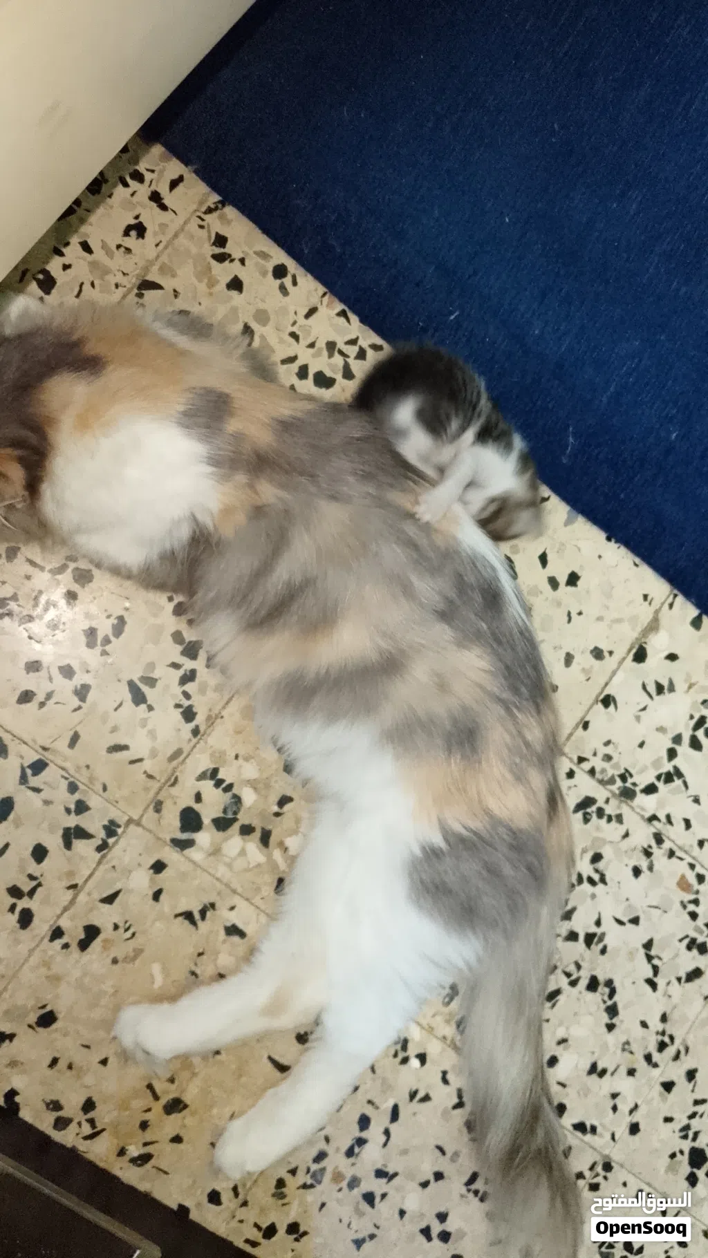 Russian Cat for sell