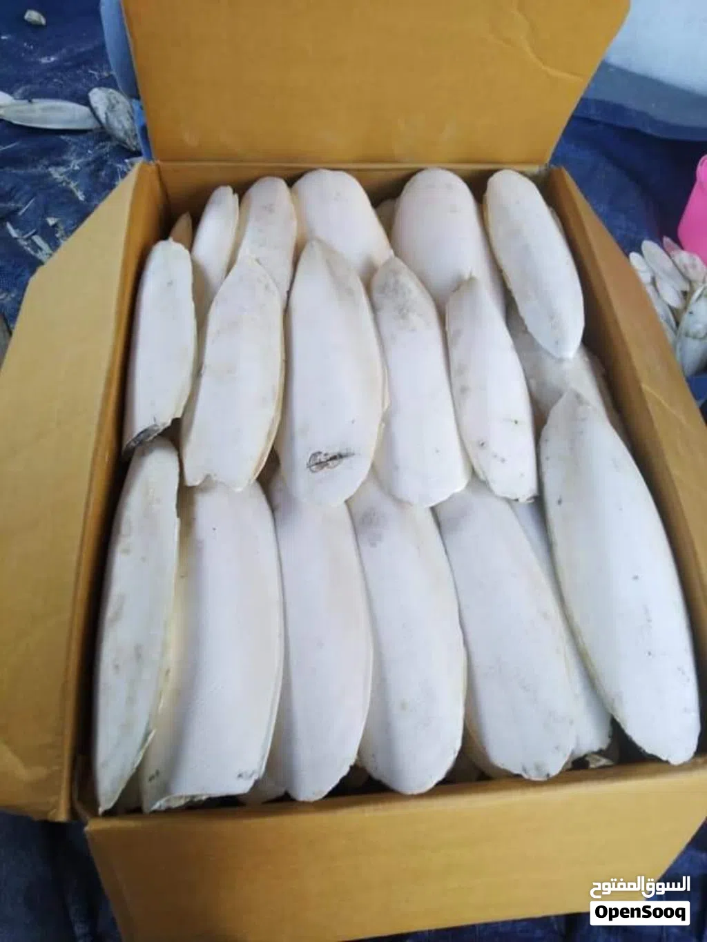 عظم حبار الحبه ب 200 بيسه