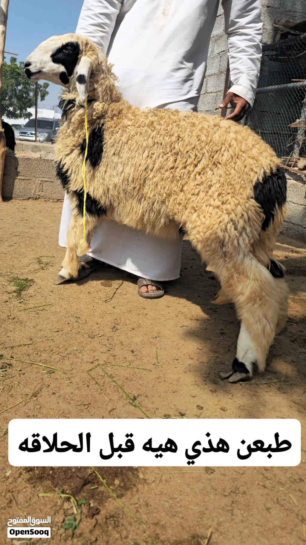 حمله هنديه بكر