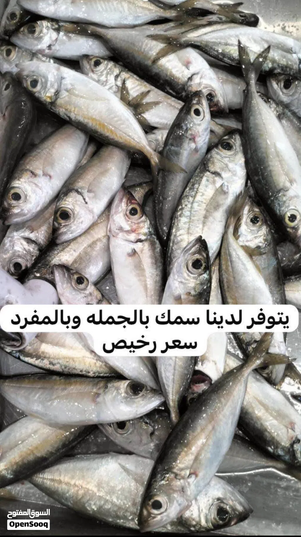 يتوفر لدينا بيع السمك بالجمله والمفرد ب أسعار ترضيكم