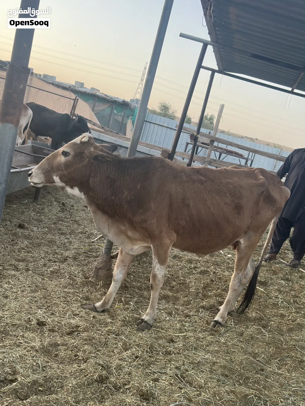 بقره محلي  للبيع بسعر حلو