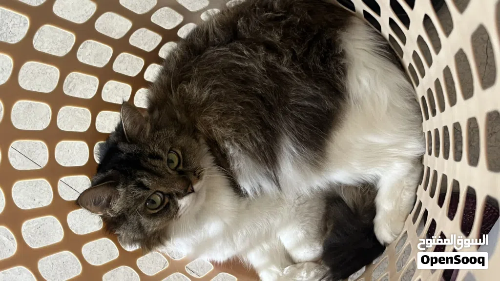 Male cat for sale