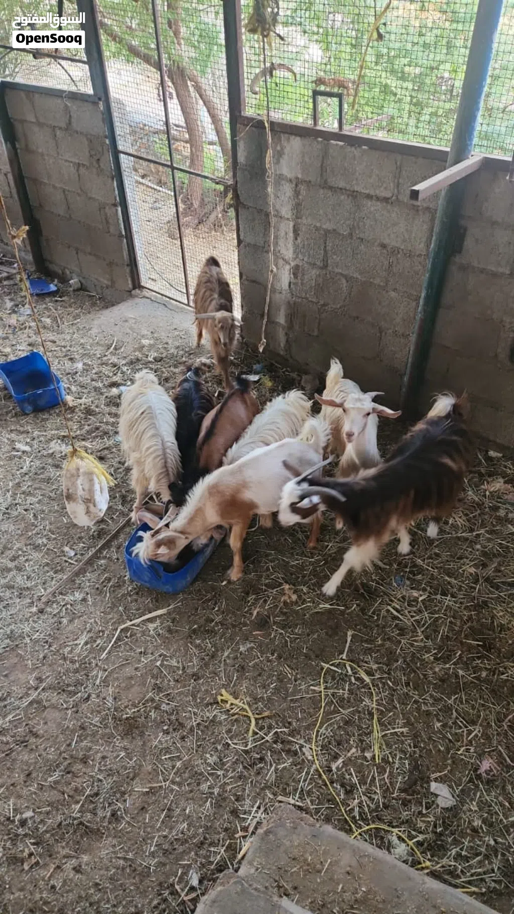 أغنام عمانية للبيع ، ذبايح ممتازة للعيد